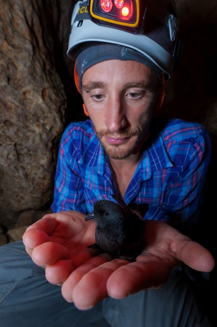A person wearing a helmet with lights on the front holds a small black bird in his palm.