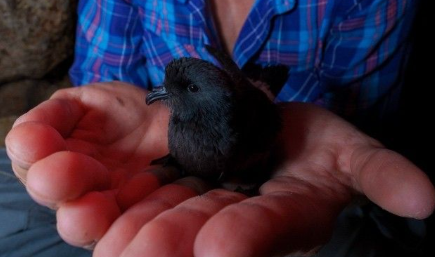 NASA-Funded Research Follows Bird Flight; Birds Follow Their Noses