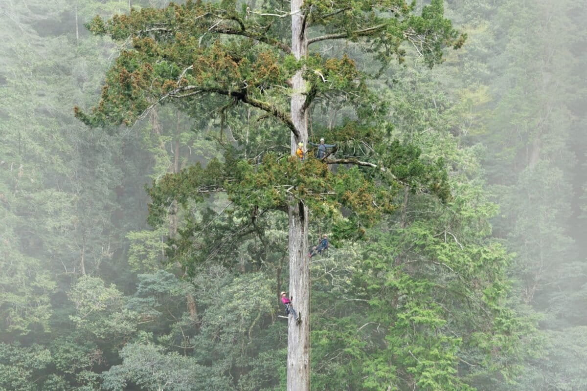 Taiwan’s tallest tree found with help of citizen science