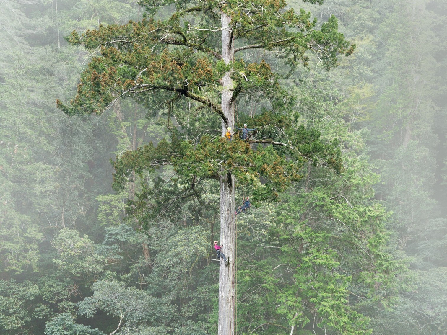 Taiwan’s tallest tree found with help of citizen science