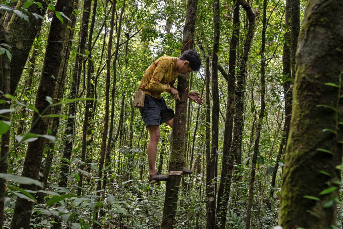 Bengal tigers in Cambodia? Reintroduction plan raises questions