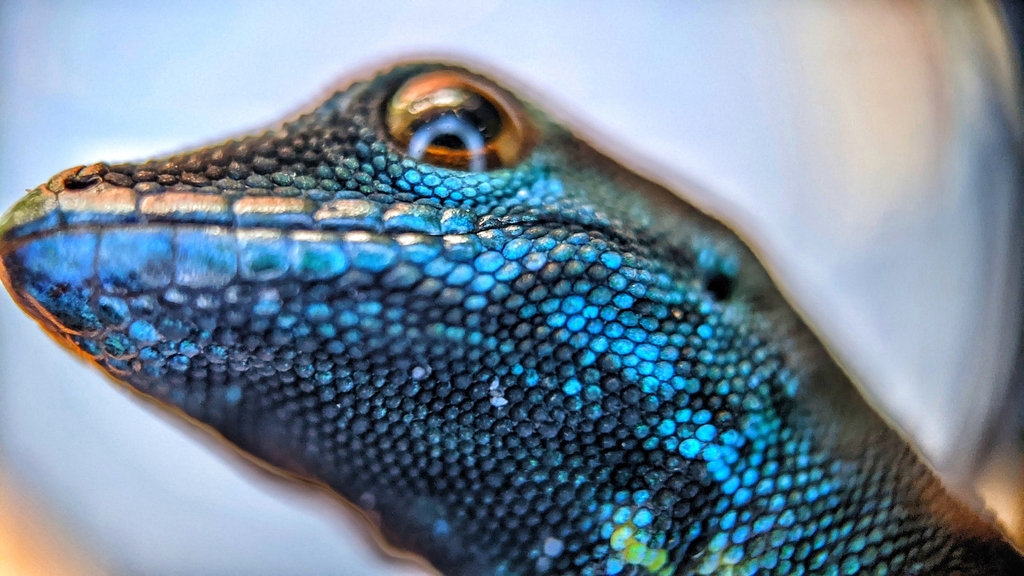 How trade bans and local conservation helped save a dazzling blue gecko