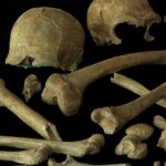Neskorí neandertálci zo severozápadnej Európy boli geneticky pestrejší, než sa predpokladalo