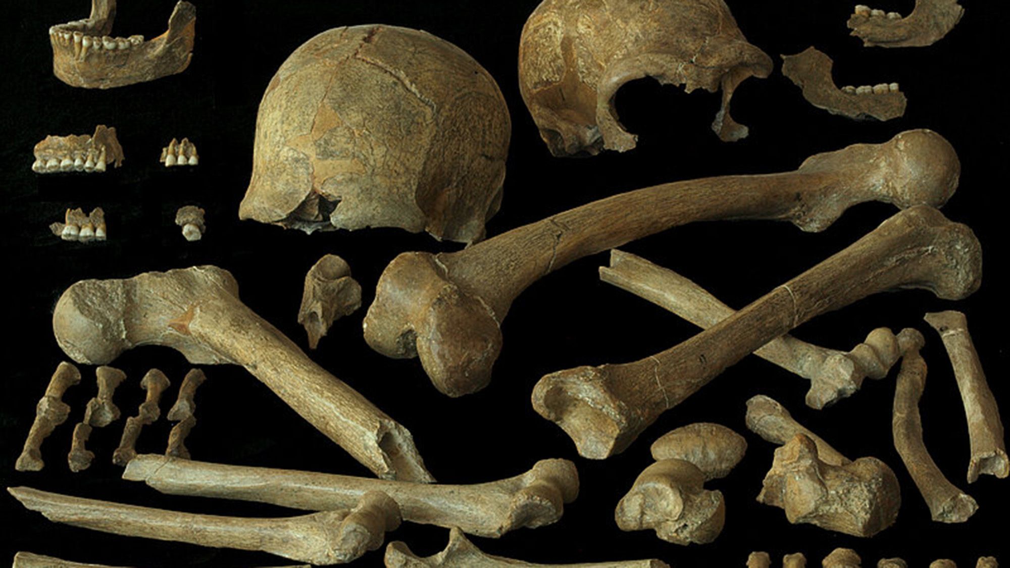 Neskorí neandertálci zo severozápadnej Európy boli geneticky pestrejší, než sa predpokladalo