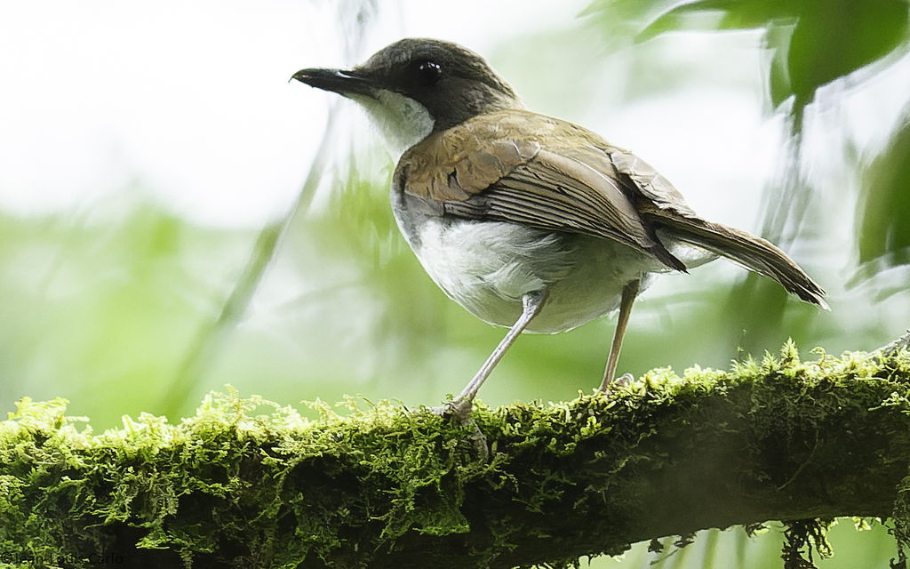 The white-chested alethe (Chamaetylas fuelleborni) is one of several species that have returned to Kimboza, thanks to restoration efforts involving members of the local community. Image © Zein et Carlo via iNaturalist (CC BY-NC 4.0).