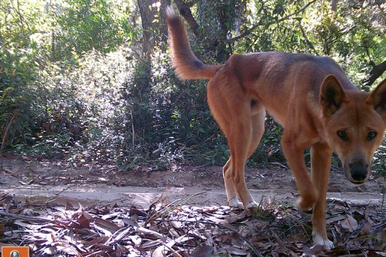 Austrália spustila platformu WildObs, ktorá má zrýchliť spracovanie miliónov záberov voľne žijúcich zvierat