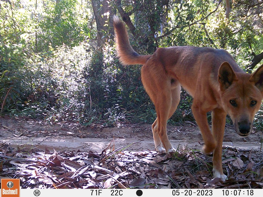 National platform launches in Australia to turn wildlife imagery into action