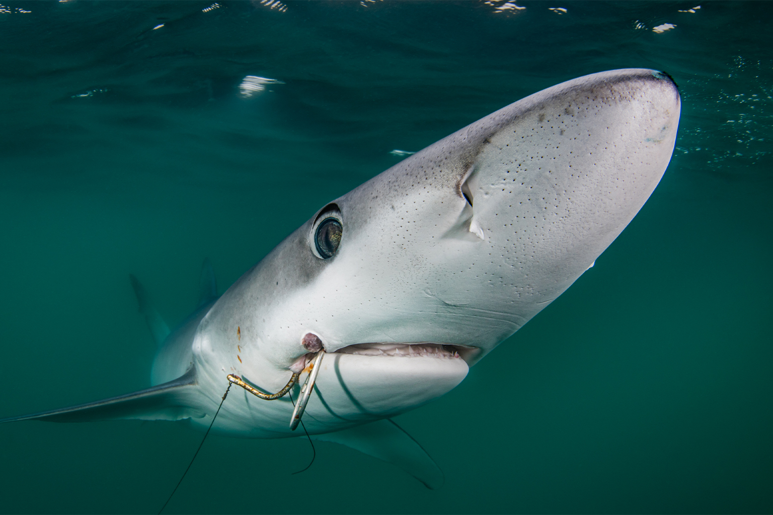 A double-hooked blue shark.