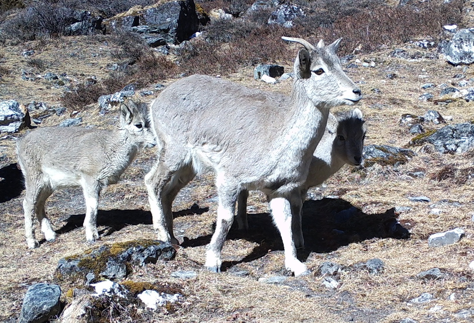 How snow leopards, wolves and leopards share the same Himalayan valley, study