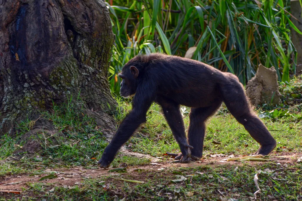 Did Human Ancestors Walk on Their Knuckles Like Today’s Chimpanzees? New Research Adds More Evidence to the Debate