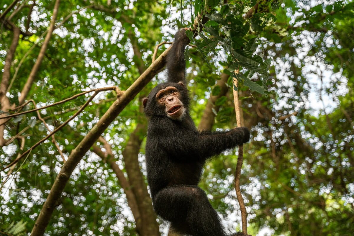 Chimpanzees vs. a mega railway