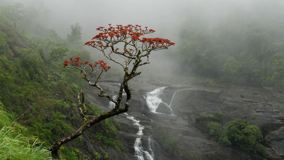 The Surprising Link Between a Cold Blob and the Indian Monsoon