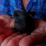 NASA-Funded Research Follows Bird Flight; Birds Follow Their Noses