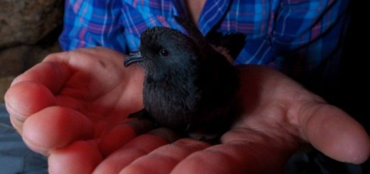 NASA-Funded Research Follows Bird Flight; Birds Follow Their Noses