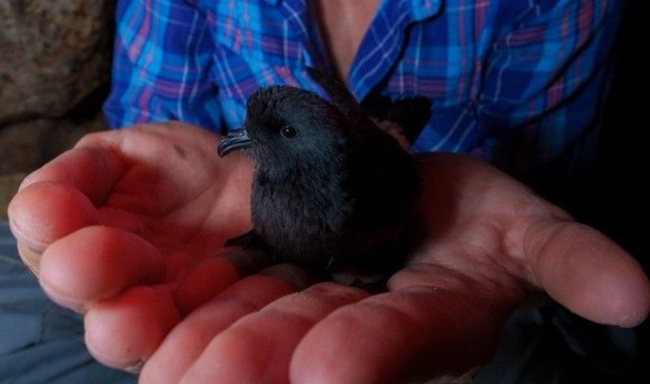 NASA-Funded Research Follows Bird Flight; Birds Follow Their Noses