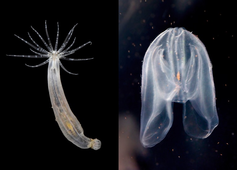 A composite image of a starlet sea anemone on the left and a comb jelly on the right