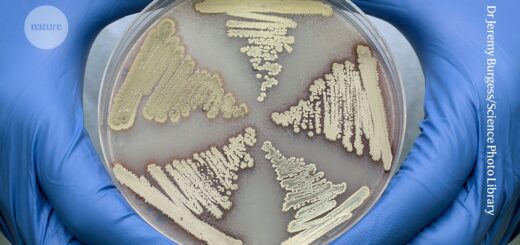 Pôdne baktérie vyrábajú kombináciu antibiotík, ktorá zasahuje superodolné mikróby na viacerých miestach naraz