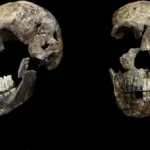 Zuby Homo naledi z jaskyne Rising Star neukázali mužský genetický marker. Znamená to ženské pohrebisko?
