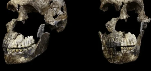 Zuby Homo naledi z jaskyne Rising Star neukázali mužský genetický marker. Znamená to ženské pohrebisko?