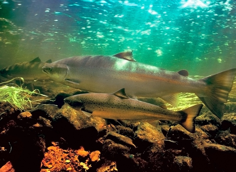 Fisheries and climate research would be hit hard in Trump’s proposed budget