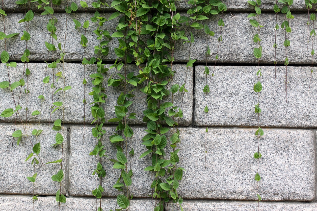 vine, stonewall, stone, nature, leaf, ivy, plant, wall, damme, fence, stem, leaves