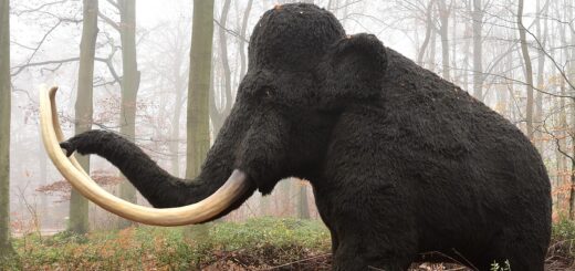 mamut, mammal, nature, extinct, animal, pachyderm