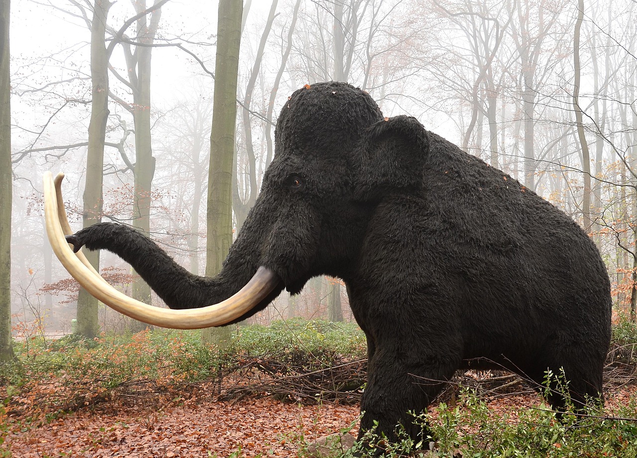 mamut, mammal, nature, extinct, animal, pachyderm