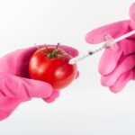 modified, tomato, genetically, food, injection, genetic, syringe, science, gmo, needle, laboratory, chemical, red, technology, research, medical, biotechnology, fresh, medicine, biology, dna, chemistry, modification, organic, liquid, scientific, experiment, healthy, vegetable, substance, nutrition, treatment, agriculture, concept, nature, lab, inject, gmo, gmo, gmo, gmo, gmo