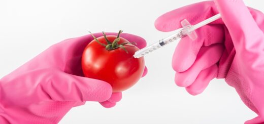 modified, tomato, genetically, food, injection, genetic, syringe, science, gmo, needle, laboratory, chemical, red, technology, research, medical, biotechnology, fresh, medicine, biology, dna, chemistry, modification, organic, liquid, scientific, experiment, healthy, vegetable, substance, nutrition, treatment, agriculture, concept, nature, lab, inject, gmo, gmo, gmo, gmo, gmo