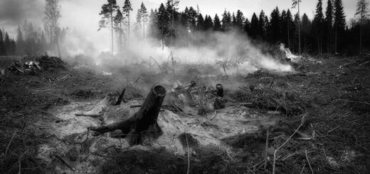 the forest fell, fire, nature, smoke, tree, wildfire