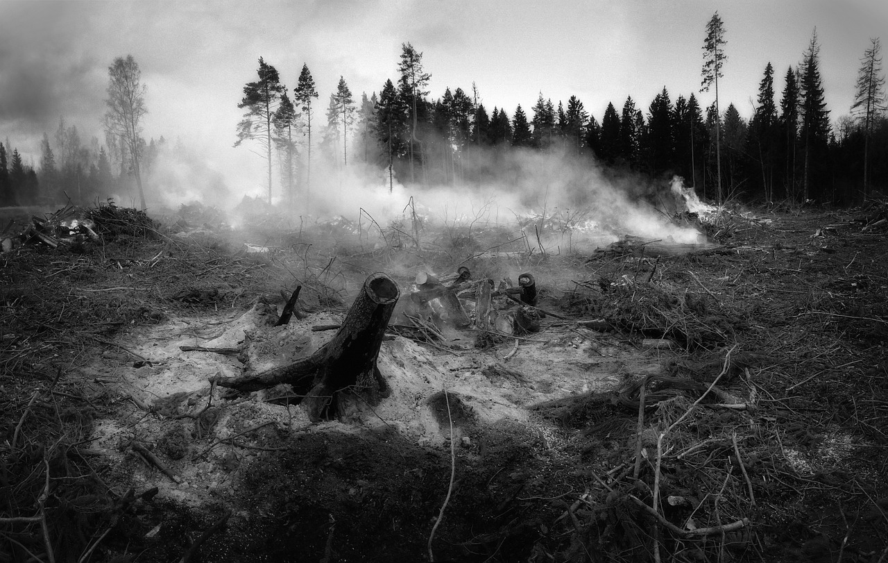 the forest fell, fire, nature, smoke, tree, wildfire