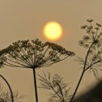 sun, smoke, wildfire, siberia, landscape, pollution, sky, nature, air, orange, wildfire, wildfire, wildfire, wildfire, wildfire