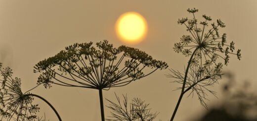 sun, smoke, wildfire, siberia, landscape, pollution, sky, nature, air, orange, wildfire, wildfire, wildfire, wildfire, wildfire