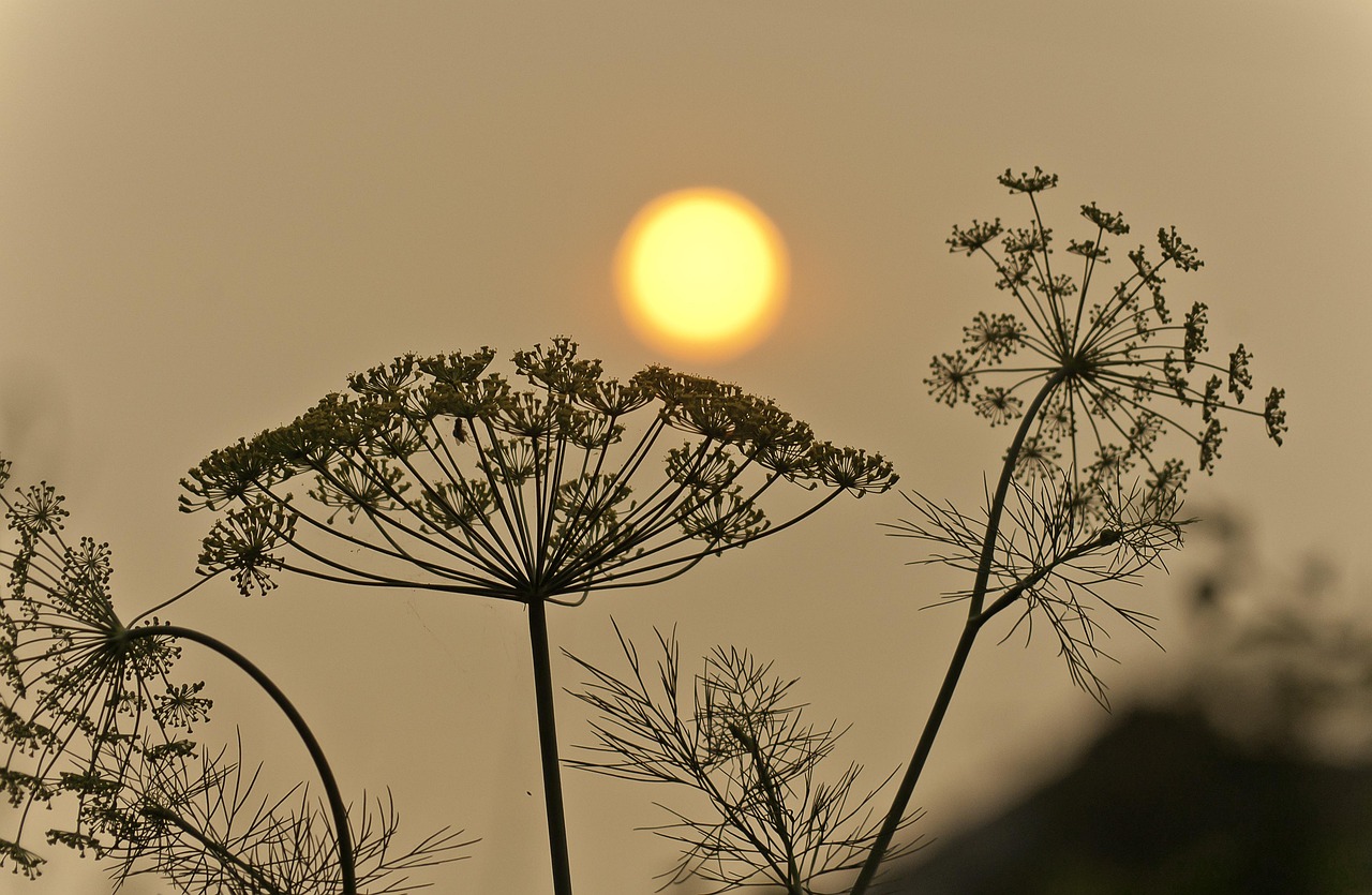 sun, smoke, wildfire, siberia, landscape, pollution, sky, nature, air, orange, wildfire, wildfire, wildfire, wildfire, wildfire