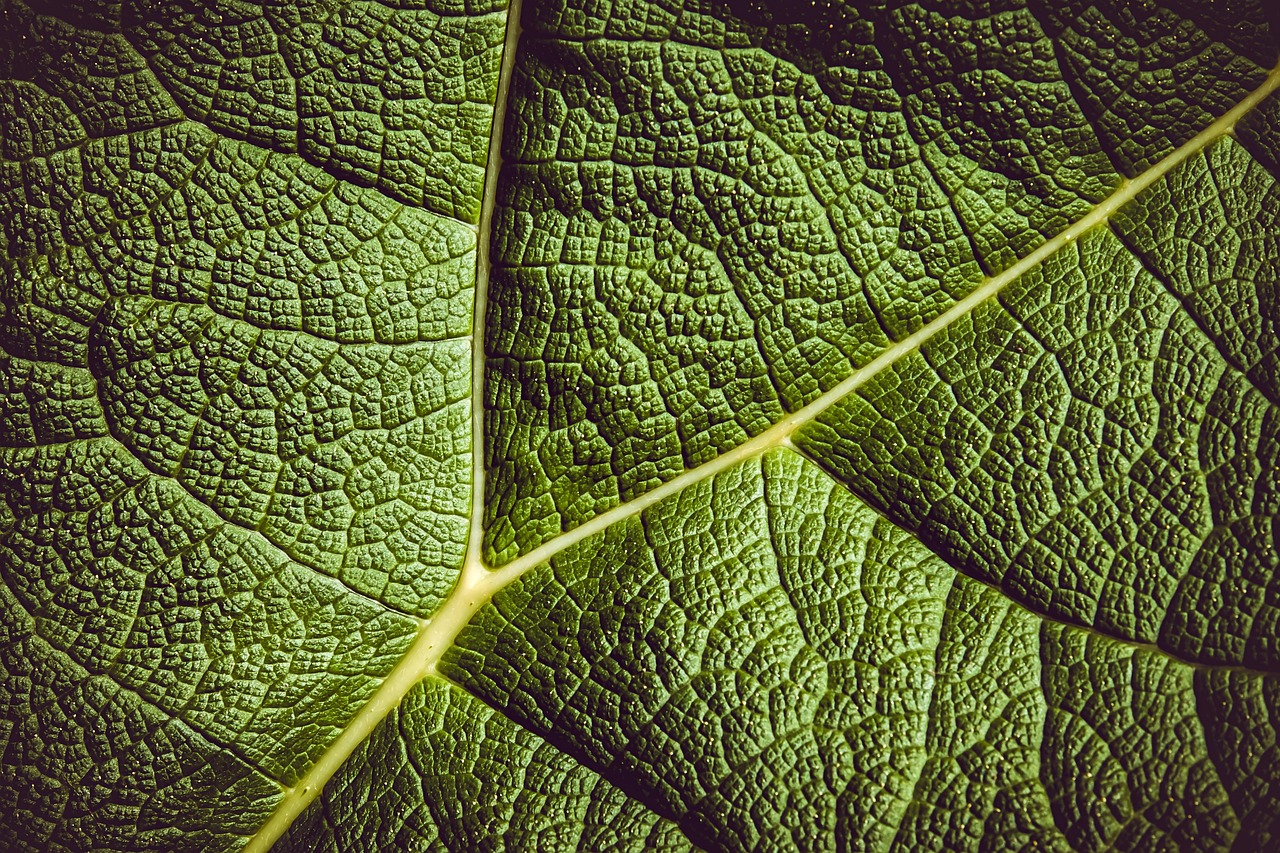 leaf, mammoth leaf, giant rhubarb, green, gunnera manicata, nature, macro, leaf, leaf, leaf, leaf, leaf