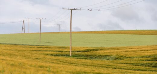 field, agriculture, grain field, landscape, green, nature, telegraph pole, cable, management