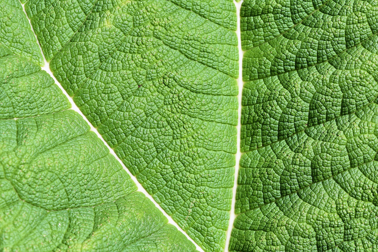 leaf, mammoth leaf, giant rhubarb, green, gunnera manicata, nature, macro, leaf, leaf, leaf, leaf, leaf, green, macro