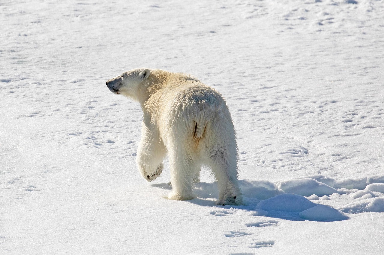polar bear, nature, arctic, wildlife, snow, winter, animal, conservation, earthdaycontest