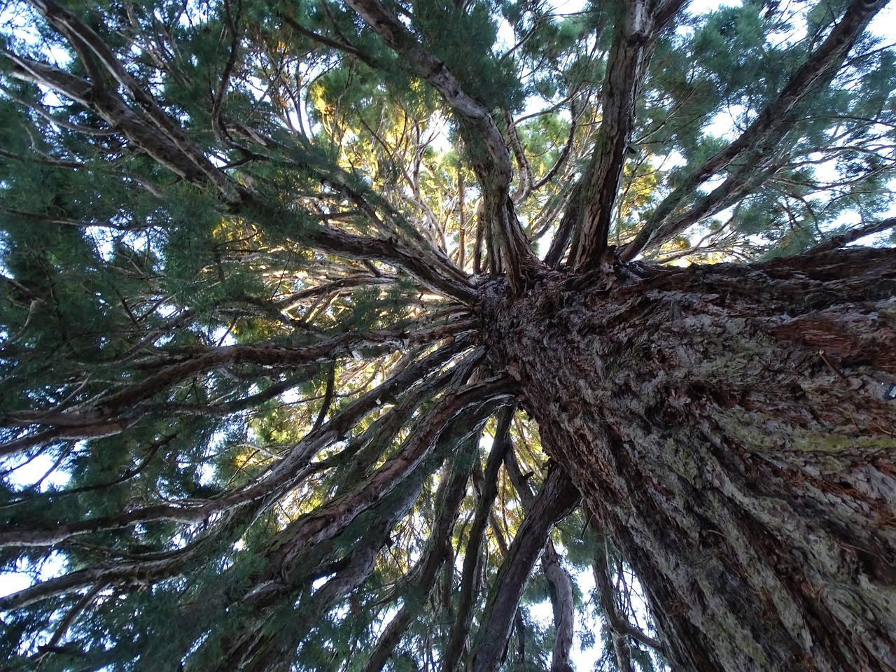tree, nature, mamut tree, tree branches