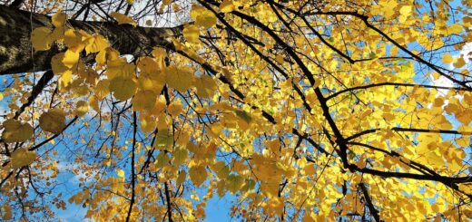 autumn, colors, leaves, nature, yellow, tree, sky