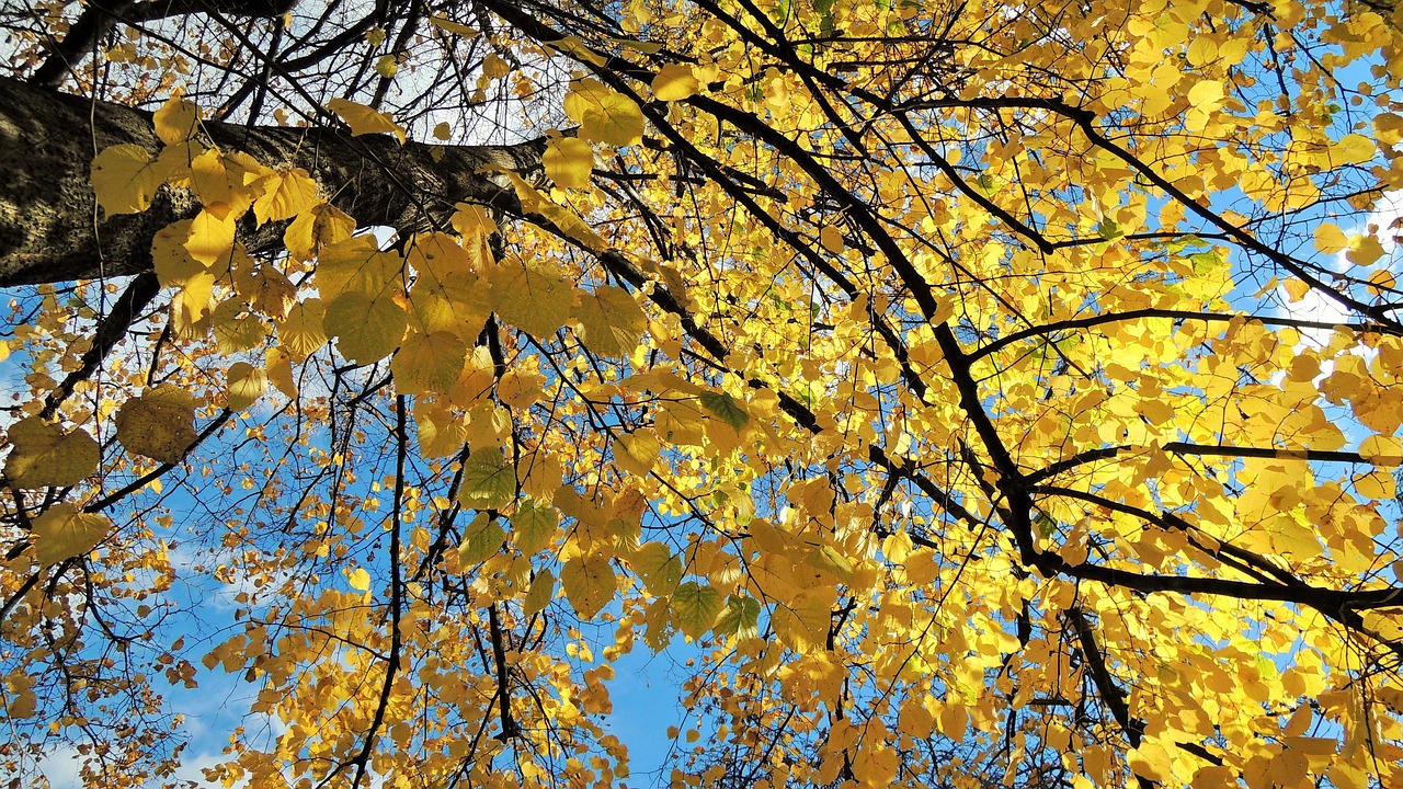 autumn, colors, leaves, nature, yellow, tree, sky