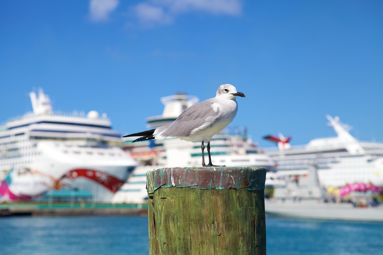 seagull, cruise ship, ship, cruise, sea, port, water, tourism, nassau, vacation, ocean, nature, sky, nassau, nassau, nassau, nassau, nassau