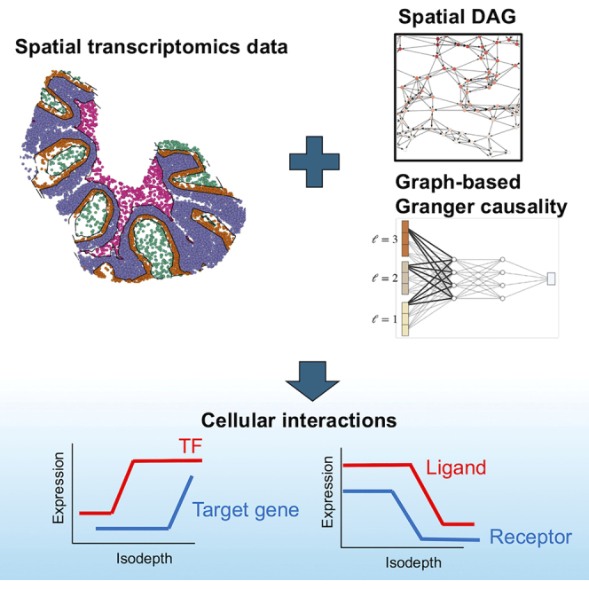 Decoding the causal drivers of spatial cellular topology.