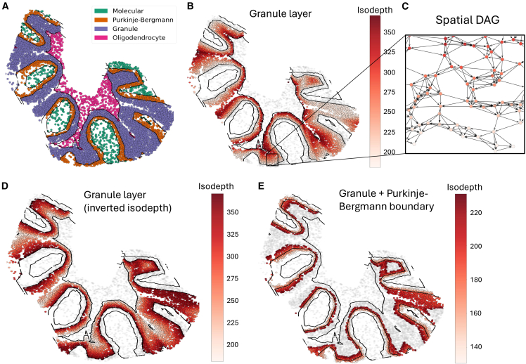 Decoding the causal drivers of spatial cellular topology.