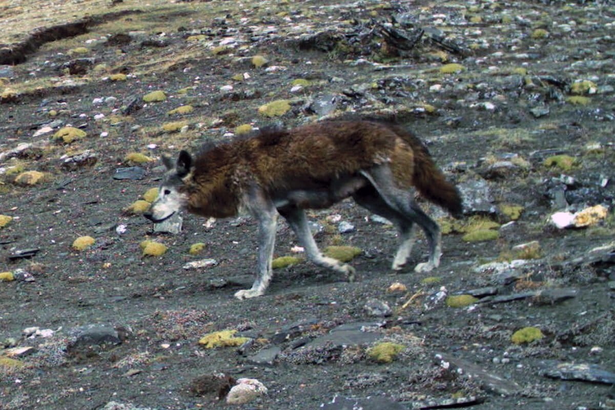 How snow leopards, wolves and leopards share the same Himalayan valley, study