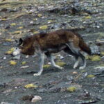 Snežné leopardy, leopardy a vlky v nepálskej doline spolu žijú vďaka rozdielnej potrave, ukázala štúdia