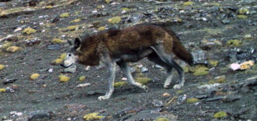 Snežné leopardy, leopardy a vlky v nepálskej doline spolu žijú vďaka rozdielnej potrave, ukázala štúdia