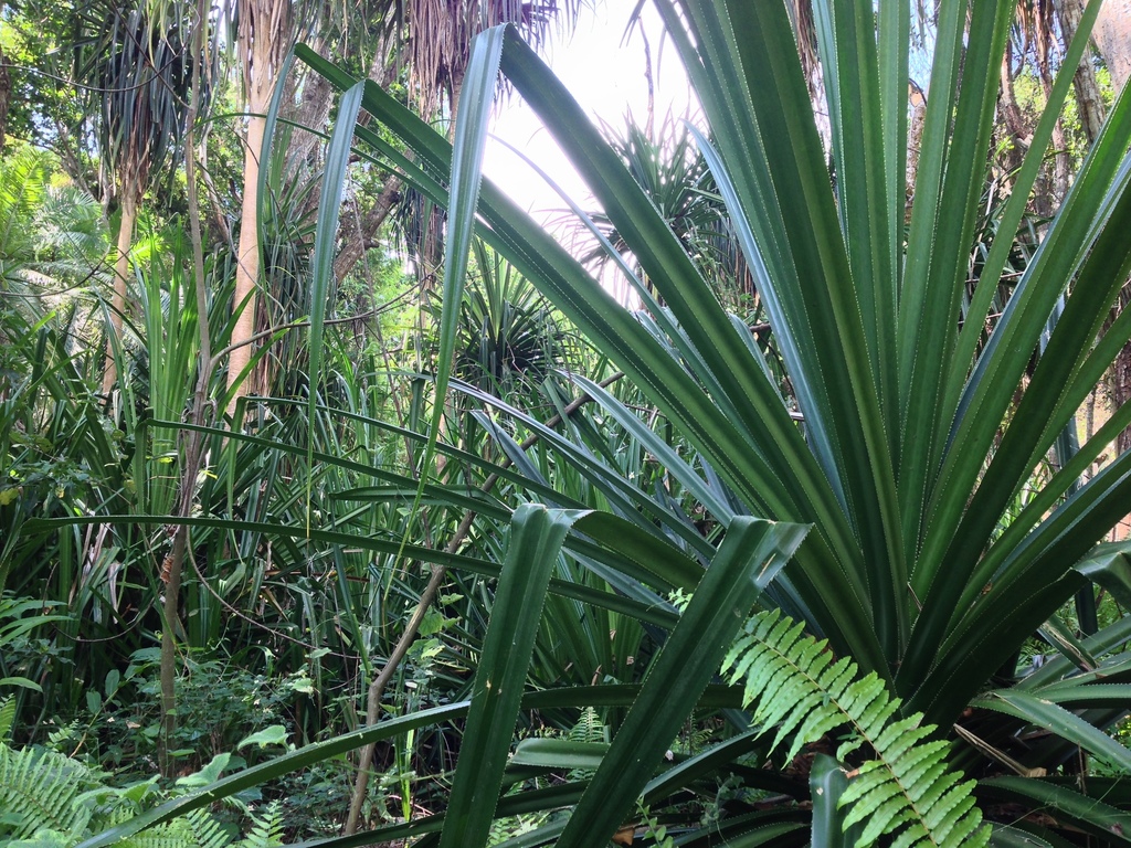 Screwpine (Pandanus rabaiensis) in Morogoro, Tanzania. Image © Andrey Vlasenko via iNaturalist (CC BY-NC 4.0).