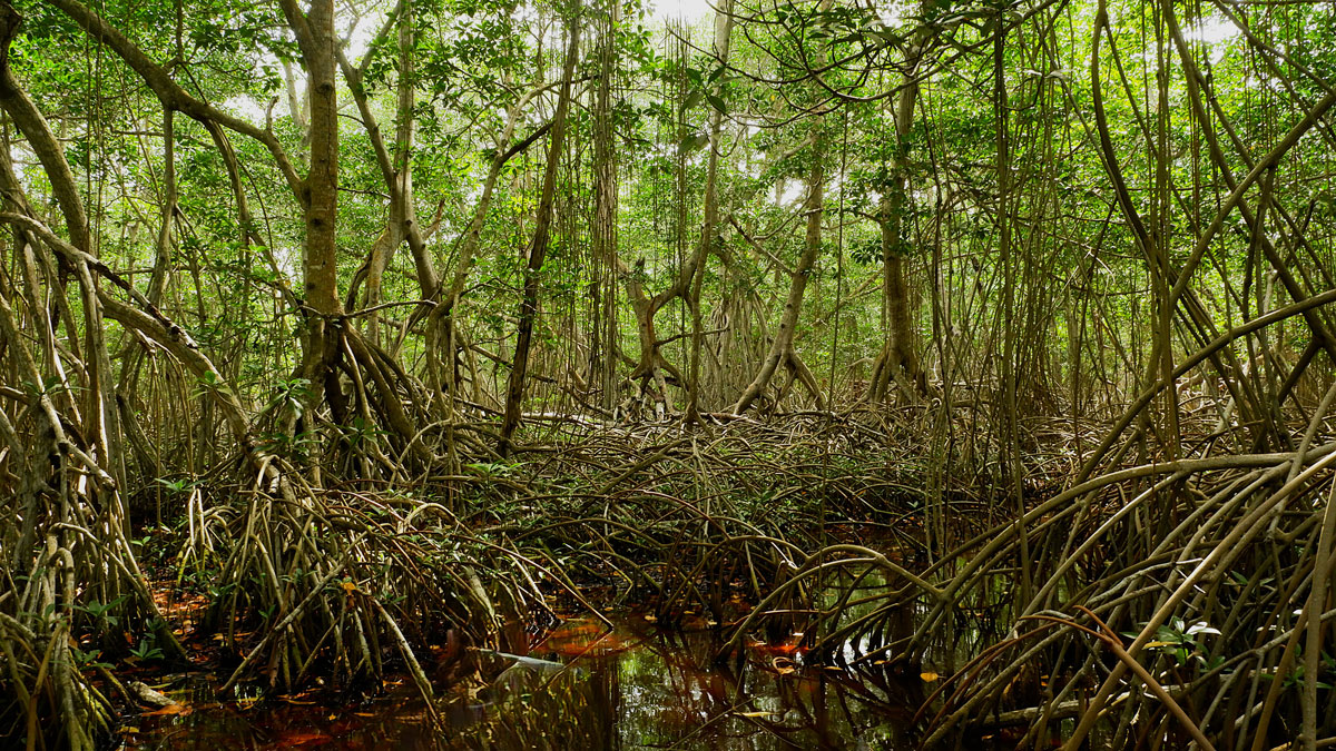 Mangroves May Be Losing Their Grip on Carbon Storage as Sea Levels Rise