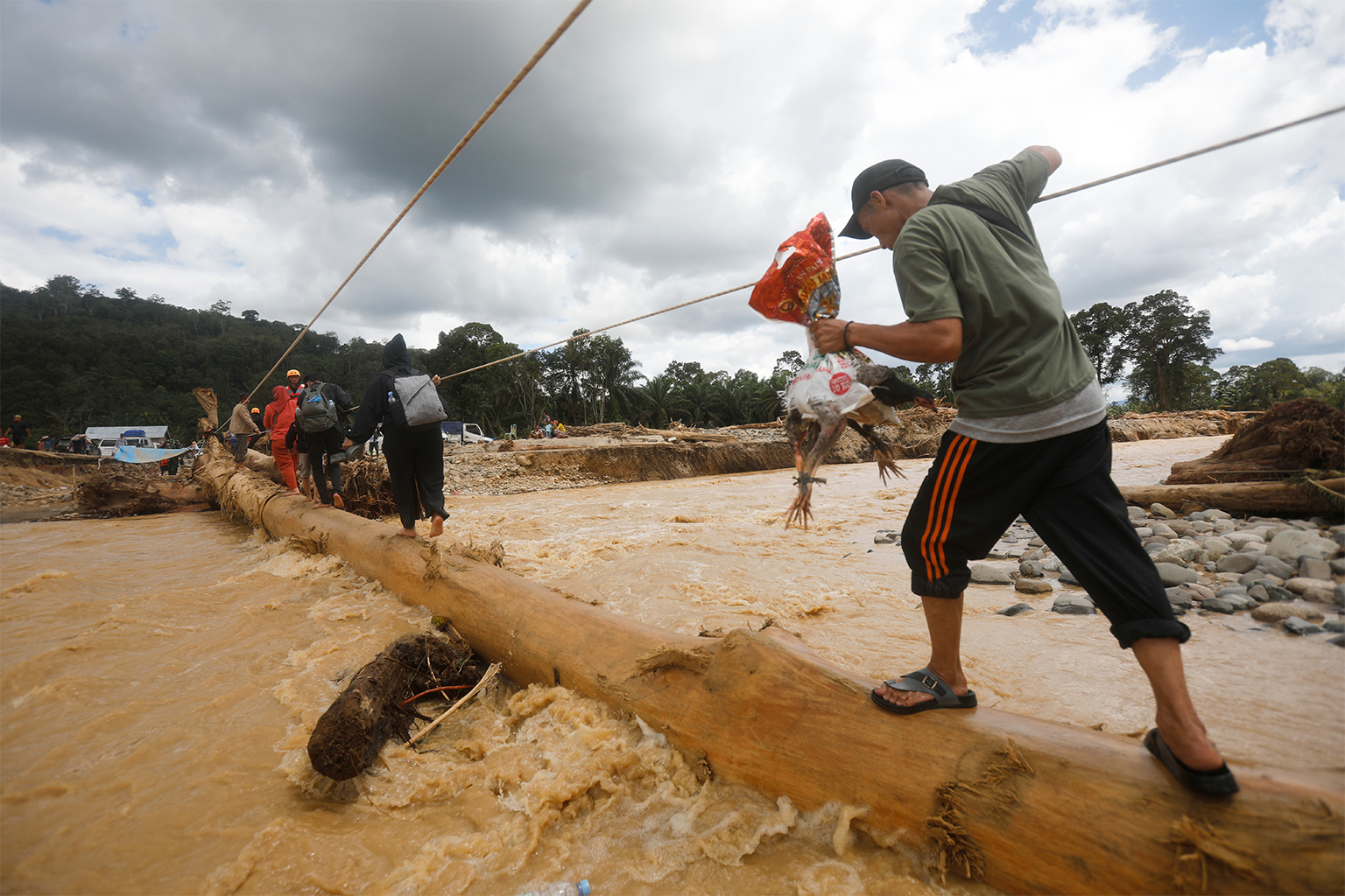 A man holds a chicken as he walks on log used as a makeshift bridge at a village affected by a flash flood in Batang Toru, Dec. 1.
